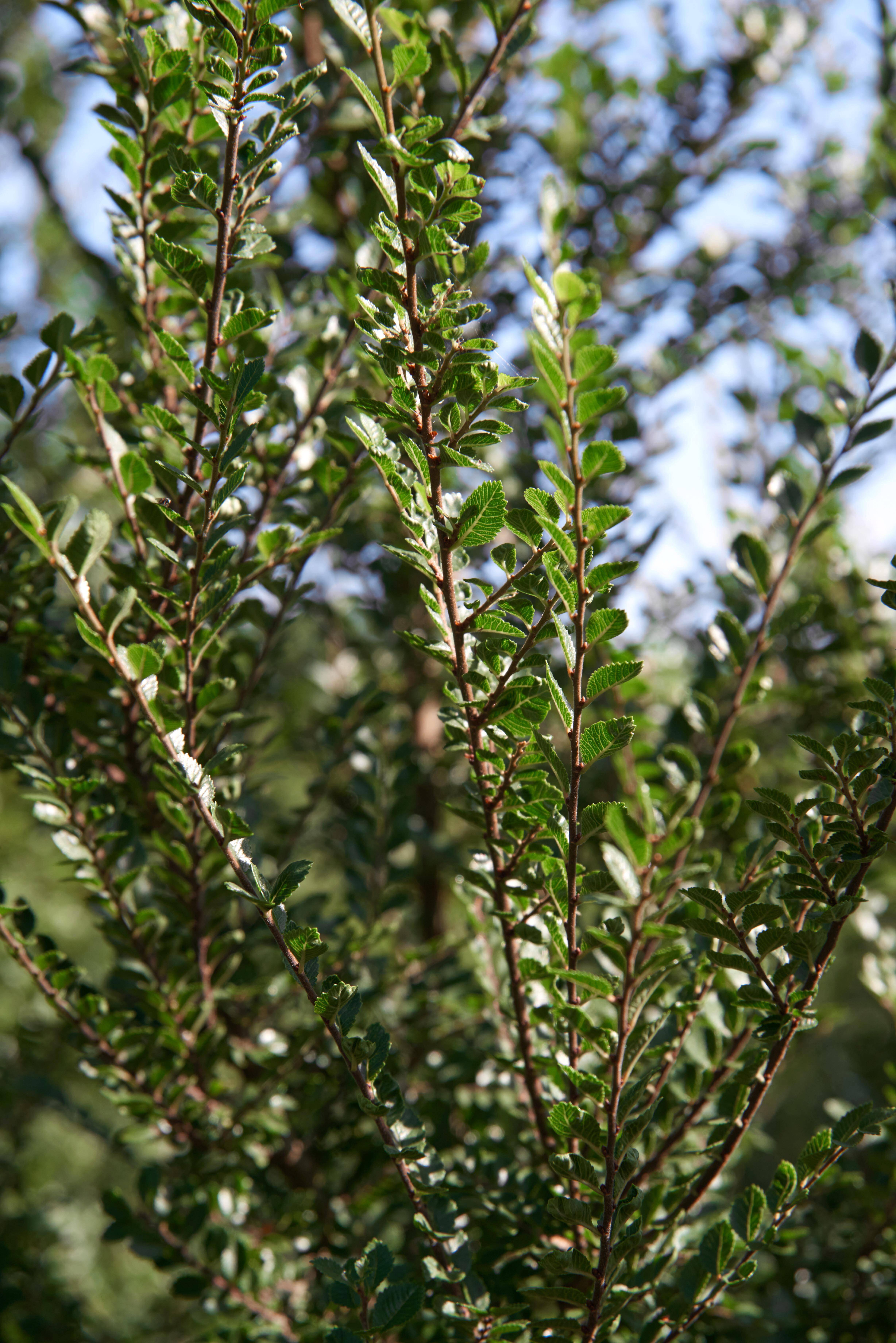 Ulmus parviflora 'Sagei'-2